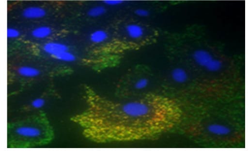 使用成像软件进行图像分析。