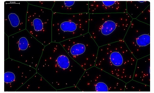 Duolink® PLA多色检测的EGFR
