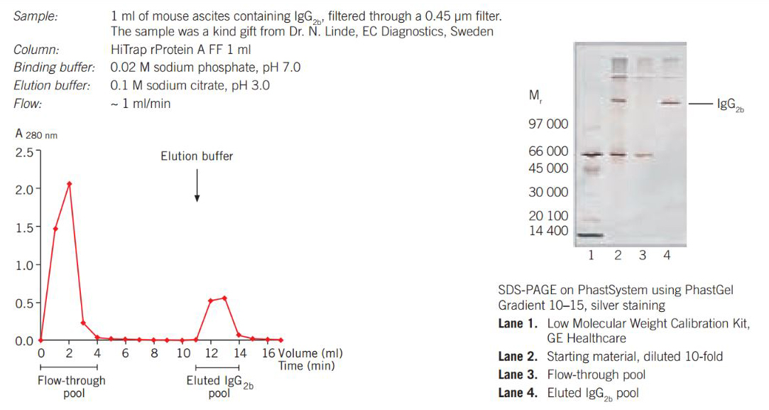 Purifcation of mouse IgG2b from ascites on HiTrap rProtein A FF 1 mL column using a syringe.