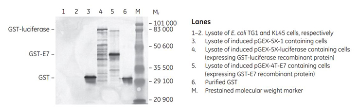 Western blot of E. coli lysates containing GST-tagged proteins