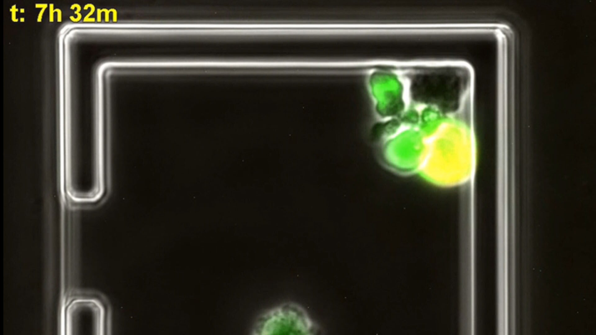 Live Cell Imaging of Apoptosis in Immune Cells using the CellASIC® ONIX2 Microfluidic System Live Cell Imaging of Apoptosis in Immune Cells using the CellASIC® ONIX2 Microfluidic System