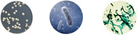 微生物污染-细菌、真菌和酵母
