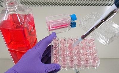 Scientist culturing cells in a tissue culture hood