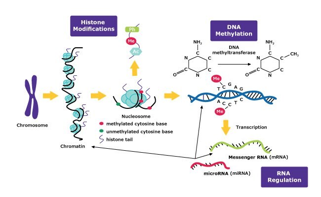 Epigenetic mechanisms using DNA methylation, histone modifications, and RNA regulation.