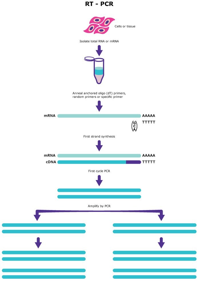 Reverse transcriptase (RT) PCR follows these steps: isolation of RNA or mRNA, primer annealing, first strand synthesis, and PCR amplification