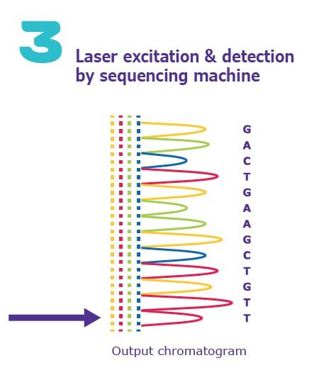 Sanger DNA Sequencing Method