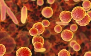 Mycoplasma bacteria contamination