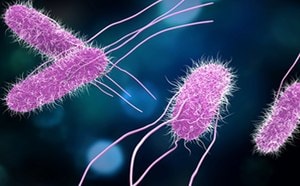 Pathogenic bacteria Salmonella