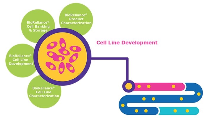 新药研究临床前阶段的BioReliance®细胞系开发服务参考图