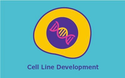 Cell Line Development 