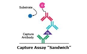 ELISA Detection - Capture Assay "Sandwich"
