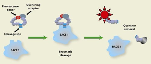Principles of an enzyme activity assay