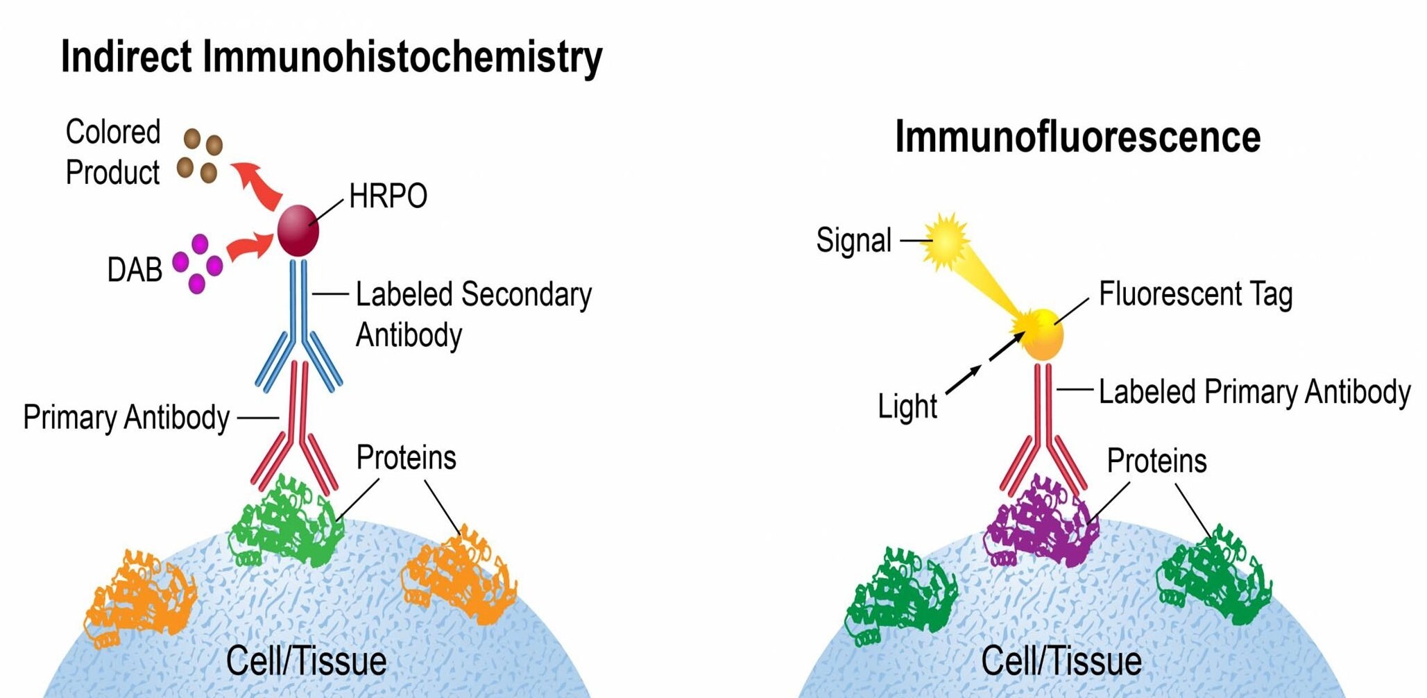 Indirect immunohistochemistry (IHC) and immunofluorescence (IF) detection methods for cells and tissue samples