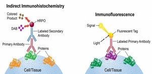 indirect-immunohistochemistry.jpg