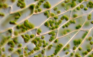 Moss leaf cells