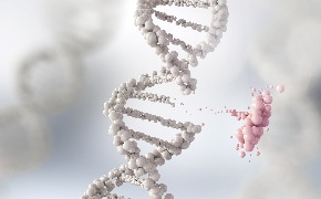 CRISPR/Cas9 is a targeted genome editing tool, first discovered in bacteria, containing two components – a guide RNA (gRNA) and a Cas9 nuclease. 