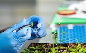 Scientist wearing gloves taking a plant sample from tray of plants grown in laboratory.
