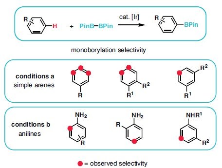 Diagram showing selectivity in Ir-Catalyzed C–H Borylation
