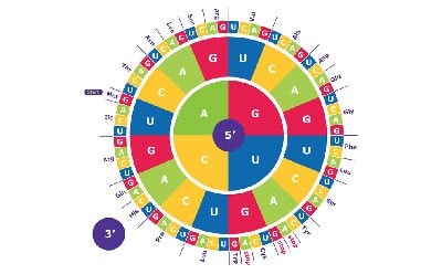 Use this amino acid codon wheel during RNA translation to discover the amino acids related to your sequence