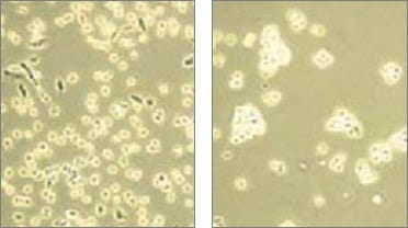 解离试剂细胞分离过程明场显微镜图像