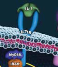 IL-1（白细胞介素-1）是用于细胞培养的众多白介素细胞因子之一