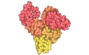 Albumins and Transport Proteins