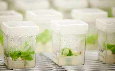 Plant culture media for plant cell, tissue, and organ culturing.