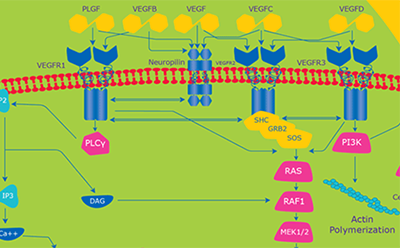 Vascular Endothelial Growth Factor (VEGF) pathway