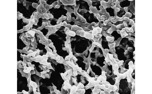 Scanning electron microscope (SEM) image of mixed cellulose ester (MCE) membrane filters