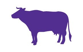 Image of a Bovine