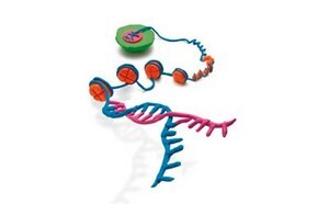 epigenetics-and-chromatin-mcp.jpg