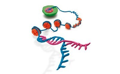 Epigenetic DNA Methylation, Histone Modification, and RNA Regulation.