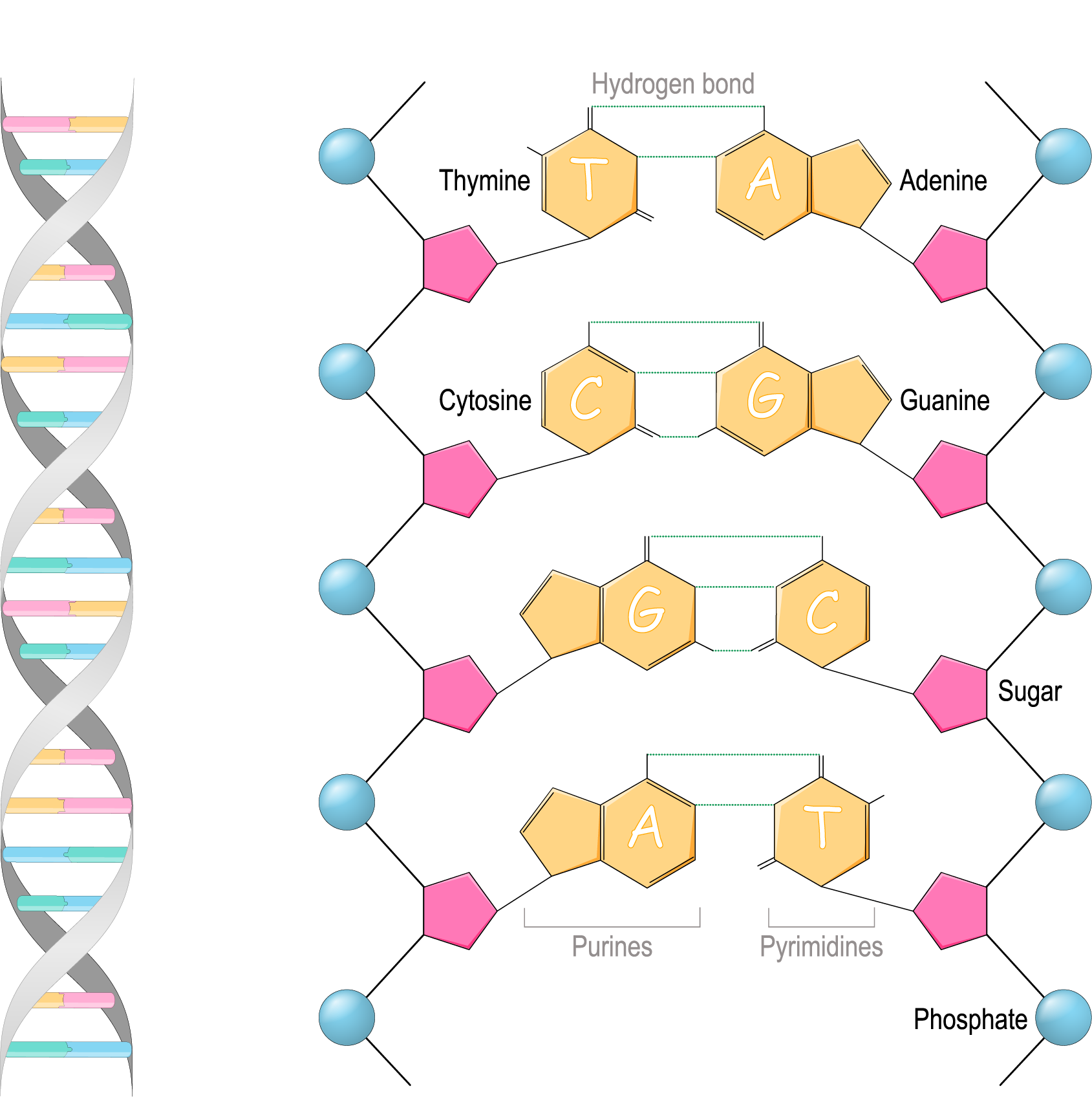 Illustration of the location and structure of DNA double helix highlighting components that hold the gene specificity of every living being.