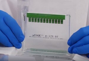 mPAGE™ bis-tris gels for protein electrophoresis