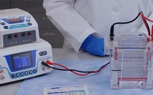 Protein gel electrophoresis using the Millipore® mPAGE™ gel electrophoresis system