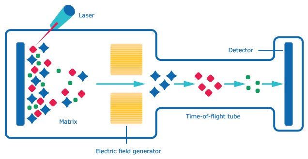 Schematic for MALDI-TOF MS (matrix-assisted laser desorption/ionization-time of flight mass spectrometry