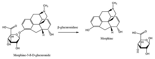 Chemical reaction showing hydrolysis of morphine-3-<i>β</i>-D-glucuronide to morphine by β-Glucuronidase