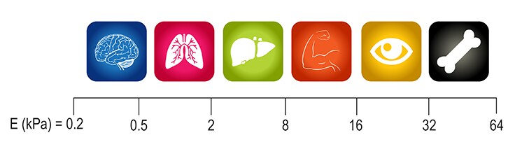 Native matrix stiffnesses of various in vivo tissues. Native matrix stiffnesses of various in vivo tissues.