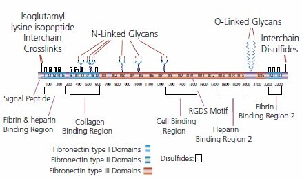 Fibronectin (FN)