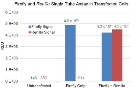 Dual luciferase assay overview. Example of Firefly & Renilla Luciferase detection using lysates from untransfected HeLa cells or cells transfected with either firefly luciferase alone (Firefly Only) or co-transfected with firefly and Renilla luciferases (Firefly + Renilla). In cells transfected with firefly only, the Renilla signal is the residual firefly luminescence after adding Renilla working solution to the reaction.