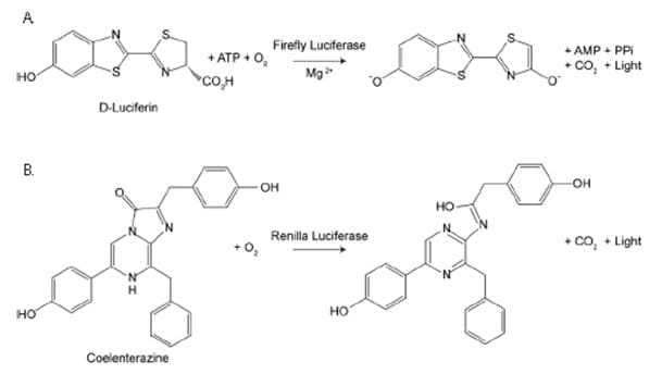Firefly vs. Renilla Luciferase. Bioluminescent reactions catalyzed by firefly luciferase and Renilla luciferase.