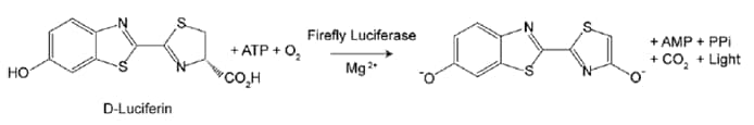  Luciferase assay principle. Bioluminescent reaction catalyzed by firefly luciferase produces light.