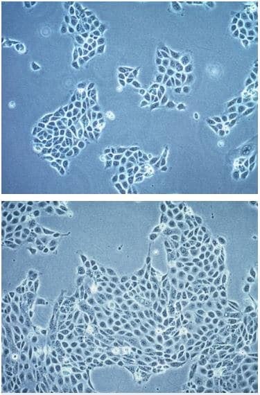 16HBE14o- cell line-High density human bronchial epithelial cells