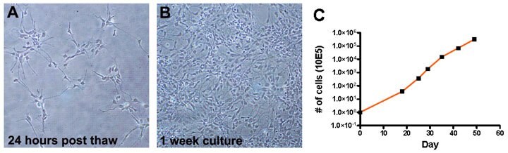 Bright field images of proliferating Human OPCs 24 hours post-thawing <b>(A)</b> and after one week in culture <b>(B)</b>. Human OPCs double every 48 hours <b>(C)</b>. Bright field images of proliferating Human OPCs