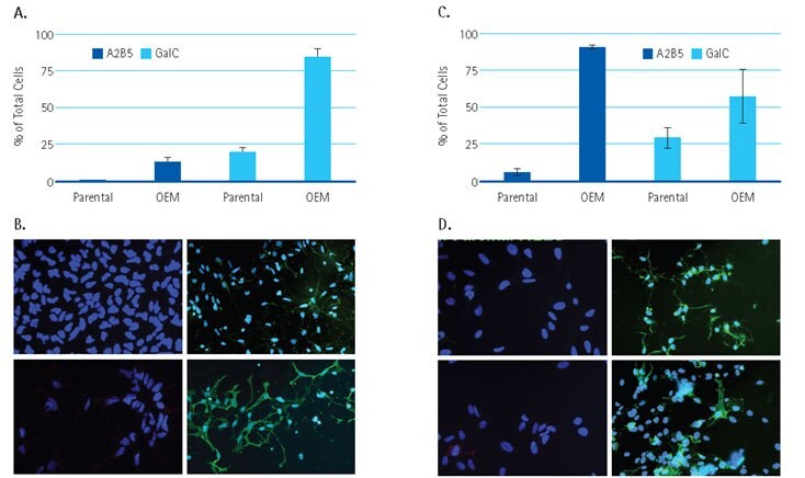 Derived OPC from Human Neural Stem Cell lines. Quantitative measurement of A2B5- or GalC-positive cells in <b>(A)</b> ENStem-A or <b>(C)</b> ReNcell VM-derived cultures in standard medium (parental) or oligodendrocyte-enrichment medium (OEM). Data was calculated based on three randomly selected fields and presented as mean with standard error. <b>(B)</b> and <b>(D)</b> show representative images for <b>(A)</b> and <b>(C)</b>. Images were taken with 20X objective. A2B5-Parental (<b>B</b>, <b>D</b>, upper left); A2B5-OEM (<b>B</b>, <b>D</b>, upper right); Gal C-Parental (<b>B</b>, <b>D</b>, bottom left); Gal-C-OEM (<b>B</b>, <b>D</b>, bottom right). Derived OPC from Human Neural Stem Cell lines.