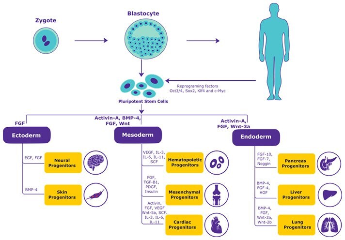 Stem Cell differentiation