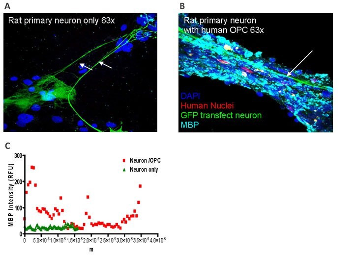 <i>In-Vitro</i> Myelination Assay. Human ES cell derived OPC’s (Human Nuclei+) myelinate neurons (MBP+) when co-cultured with rat primary neurons (<b>A</b>, <b>B</b>, <b>C</b>). In Vitro Myelination Assay