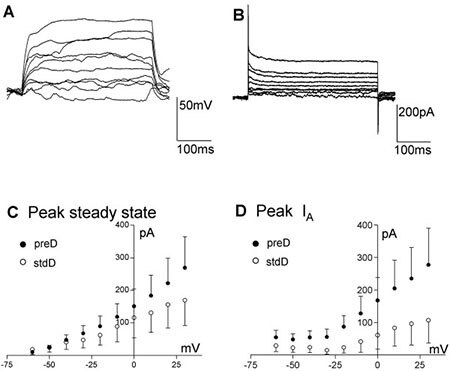 A, B) Example of firing elicited by stepping the current command in 20 pA steps (400 ms duration) from a resting potential of ~-75 mV in ReNcell® VM 10 days after differentiation was started in control solution (A) and after adding 0.6 μM TTX (B). C, D) Same cell as in (A, B) responding with inward currents to incremental voltage steps (10 mV, from -60 mV to + 30 mV, 400 ms duration), before (C) and after (D) adding 0.6 μM TTX to the control solution. E) Average inward current-voltage relationships in control differentiated (solid squares) and after adding 0.6 μM TTX (open squares) and F) average steady-state current-voltage relationship for control (solid squares) and TTX treated (open squares). Electrophysiological properties of ReNcell VM
