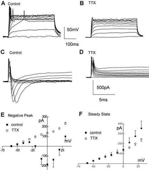 A, B) Example of ReNcell® CX 12 days after differentiation was started using the pre-Differentiated protocol, responding to current (A; from ~-80 mV) or voltage (B) steps (10 pA or mV increments, 400 ms). C) Average voltage-current relationship for the peak current elicited by stepping the voltage from -60 to + 30 mV in 10 mV increments for the ReNcell® CX with the preD (solid circles, n = 9) or the stdD (open circles, n = 7) protocols. D) Average IA peak current for the ReNcell® CX differentiated using preD (filled circles, n = 9) or the stdD (open circles, n = 7) protocols. Despite the apparent trend there is no significant difference between these groups due to the large scatter in the data. Electrophysiological properties of ReNcell CX