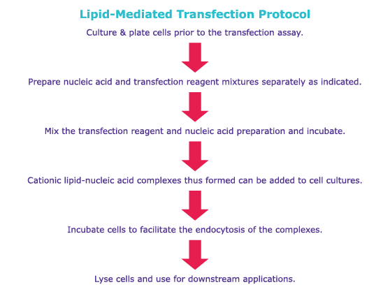 Lipid-Mediated Transfection Protocol